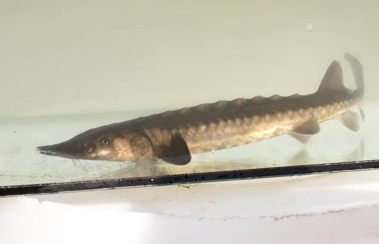 Erneute Aussetzung von 250 Europäischen Stören im Rhein - De Rijn Verbindt