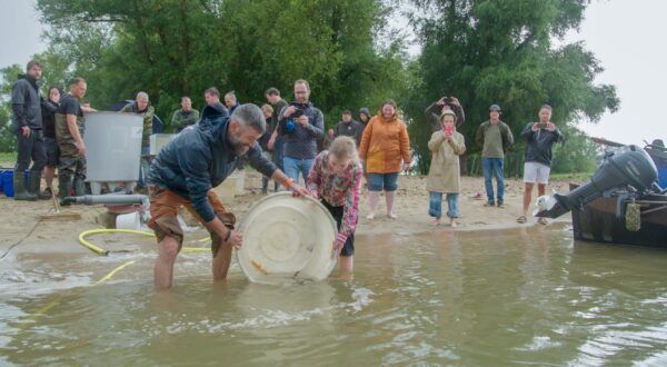 Steurenuitzet Woudrichem